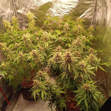 LSD Auto Strain Info / LSD Auto Weed By Barney's Farm - GrowDiaries