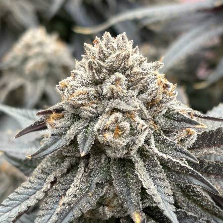 Strain Review: End Game RBX a/k/a The Punch Line