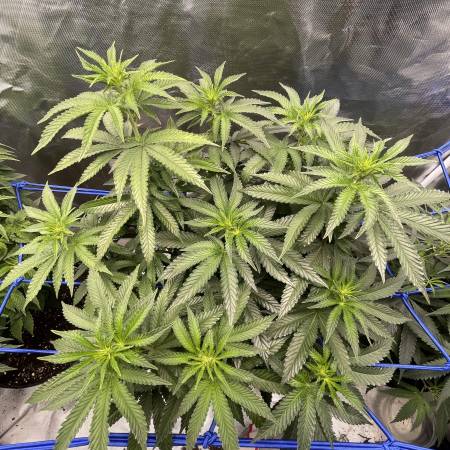 mac 1 grow diary (journal) week6 by saucerealright - GrowDiaries