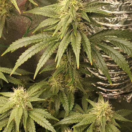 White Wedding Rbx Cannabis Flower at 222fullBuds in Samut Prakan - Weed in  Thailand