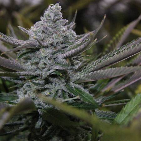 Blimburn Seeds Grandaddy Purple Grow Diary (journal) Week11 By Drtomb ...