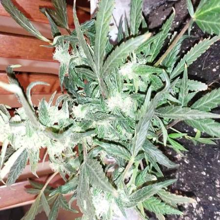 Seedsman Amnesia Auto grow diary (journal) week10 by FoxyLoxy - GrowDiaries