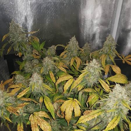 Cheese grow diary (journal) harvest8 by StankyGreen - GrowDiaries