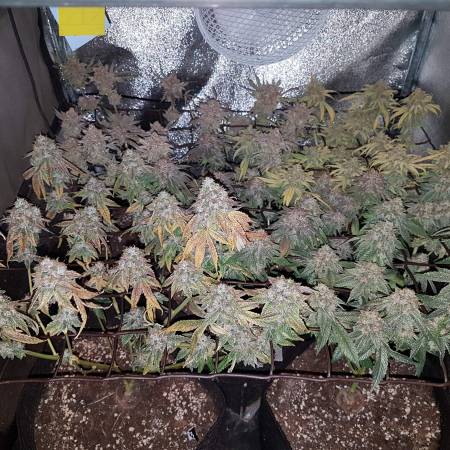 Karma Genetics Karma S Headbanger Mangophant Sfz X Fab Fuel By The Green Snowman Symbiotic Genetics Orangeade Grow Journal Harvest12 4 By Growdiaries