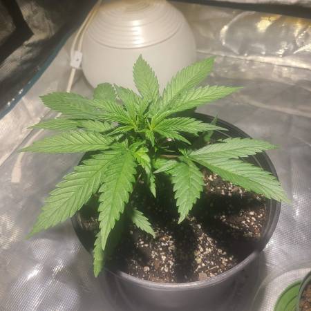 Seedsman Bruce Banger FAST grow diary (journal) week3 by Stonnergrl87 ...