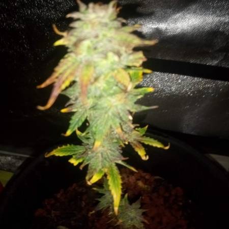 Growers Choice Seeds Cherry Diesel Auto, Growers Choice Seeds White ...