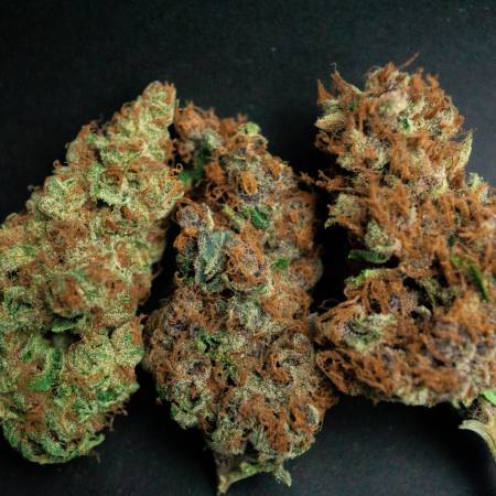 Barney S Farm Gorilla Zkittlez Grow Journal Harvest12 By Growdiaries