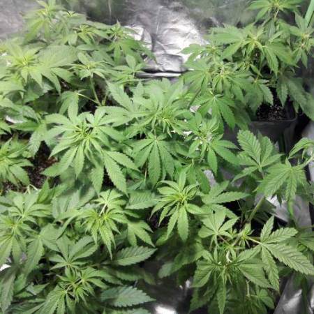 Delicious Seeds Sugar Candy grow diary (journal) week6 by MarDeHielo ...