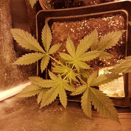 Stardawg Vertical Grow