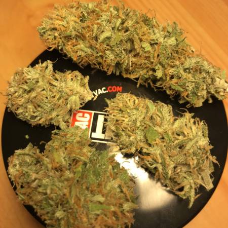 Jamaican Dream Eva Seeds Strain Info Growdiaries