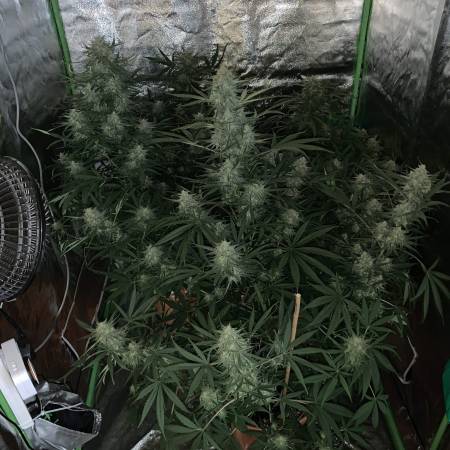 growdiaries