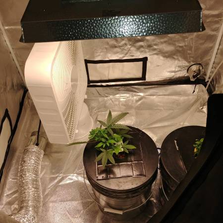 Purple Grizzly grow diary (journal) week5 by Removed - GrowDiaries