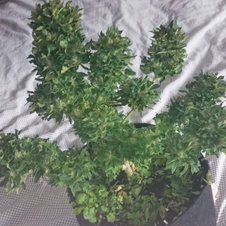 Dinamed CBD auto outdoor grow