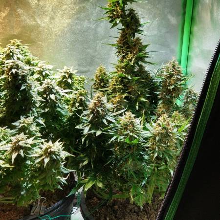 Amnesia XXL Auto - Dinafem - Organic