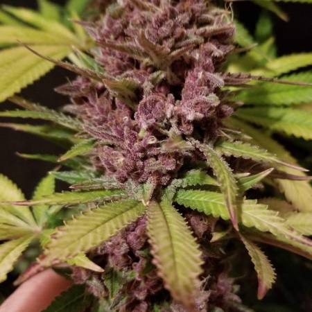 Humboldt Seed Company Blueberry Muffin Grow Journal Harvest15 By Growdiaries