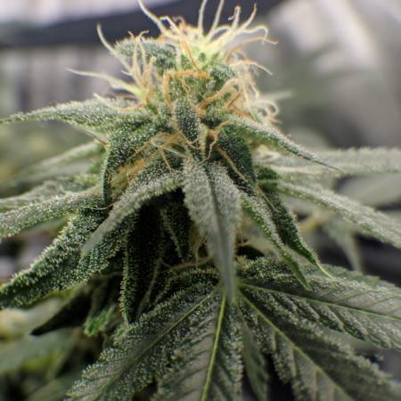 Pyramid Seeds Tutankhamon, Pyramid Seeds White Widow , Blk.seeds AK 47 ...