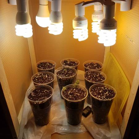 Mega power plant round 2