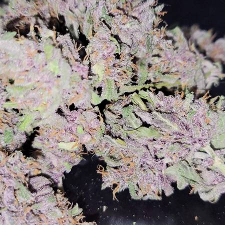 Bloody Skunk Auto® Strain Info / Bloody Skunk Auto® Weed By Sweet Seeds