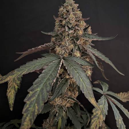 Runtz Muffin Cannabis Seeds By Barneys Farm Seeds Buy Runtz Muffin Cannabis Seeds Discreet Seeds The Uk S Best Cannabis Seeds Seedbank