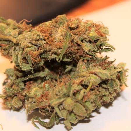 Red Diesel Barney S Farm Strain Info Growdiaries Red Diesel Barney S Farm Strain Info Growdiaries