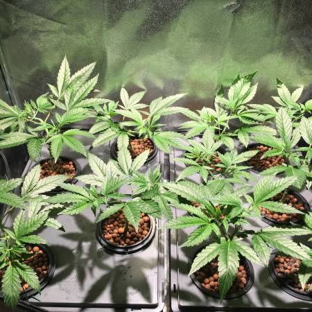 Sensi Seeds Northern Lights #5 x Haze grow diary (journal) 2 week4 by ...