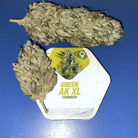 Green AK XL - Strain Information - CannaConnection