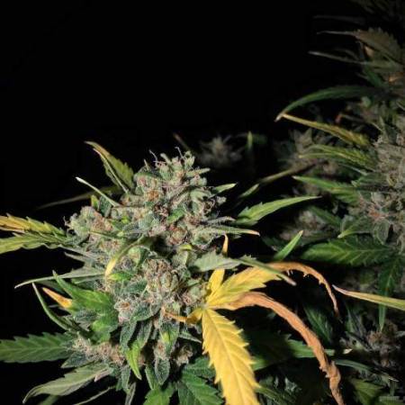 Rust Spots On The Leaves Grow Question By Gardener Of Goodness Growdiaries