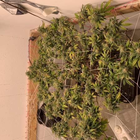 White Wedding Rbx Cannabis Flower at 222fullBuds in Samut Prakan - Weed in  Thailand