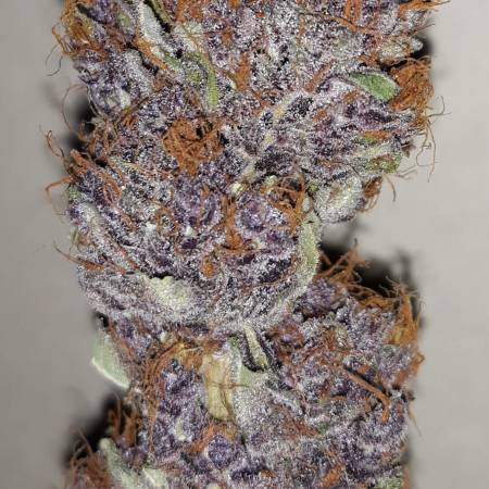 Purple Berry Kush Spliff Seeds Strain Info Growdiaries