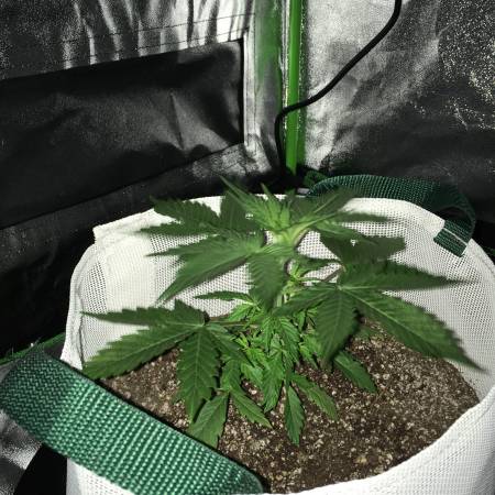 1st Grow