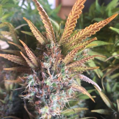 Fim Question Grow Question By Timbarin Growdiaries