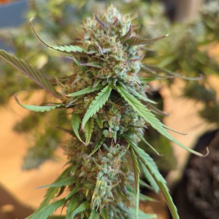 Wedding Glue Auto Strain Info / Wedding Glue Auto Weed By Fast Buds ...