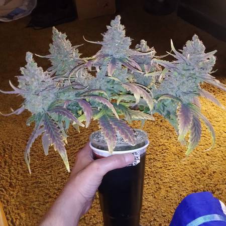 lemon berry tart strain review