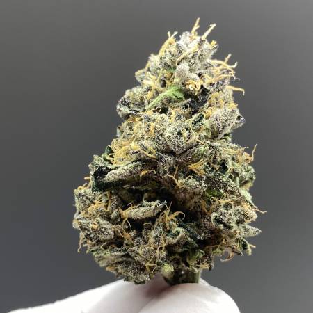 Gelato Strain Info Gelato Weed By Zamnesia Seeds Growdiaries