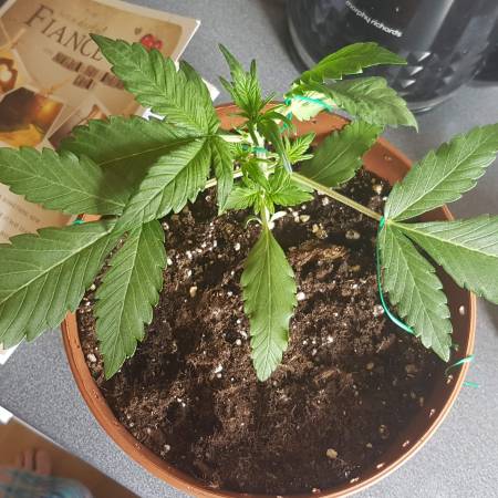 Keraseeds Dwarf Auto grow diary (journal) week4 by Lowgrow - GrowDiaries