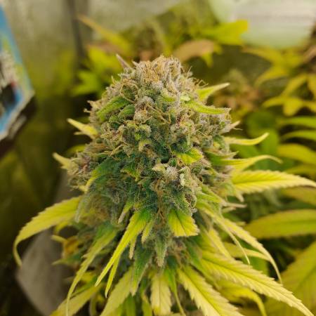 Cash Express Strain Info / Cash Express Weed By Zamnesia Seeds - GrowDiaries