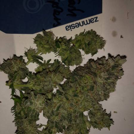 Cash Express Strain Info / Cash Express Weed By Zamnesia Seeds - GrowDiaries