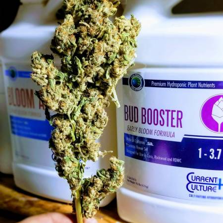 alien hallucination strain alien hallucination strain