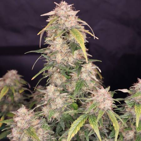 Safest place to find Tropicana Cookies feminized