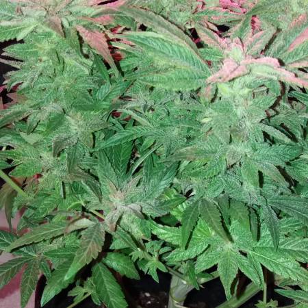 HorticulturaLed & RoyalQueenSeeds