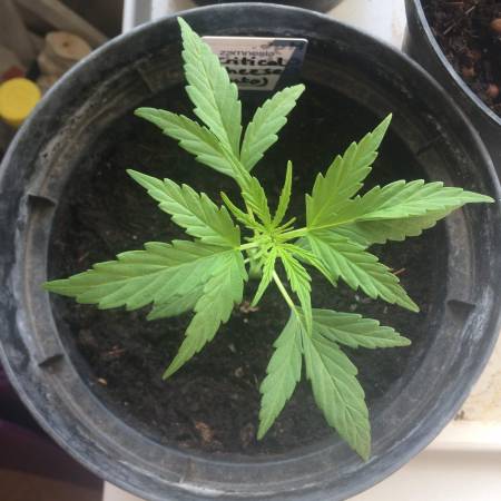 Zamnesia Seeds Critical Cheese Automatic grow diary (journal) week3 by ...