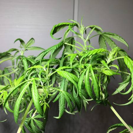 Huge-stress-training