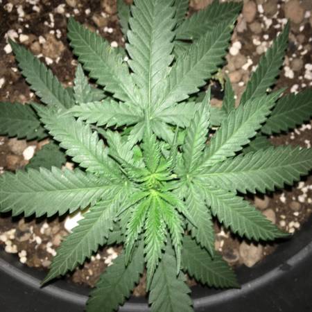 Royal Queen Seeds Special Queen #1 grow journal week7 by Amiro0o