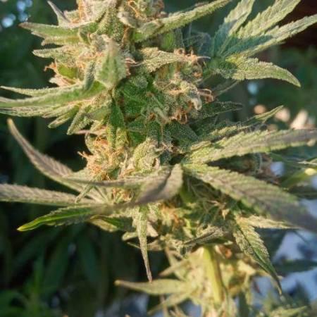 Purple Roc Berry Auto V2s Roc Bud Inc Genetics Strain Info Growdiaries