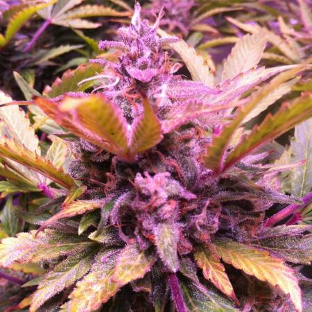 Industrial Plant Autoflowering CBD