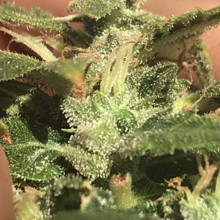 Plant height grow question by Green2Gold - GrowDiaries