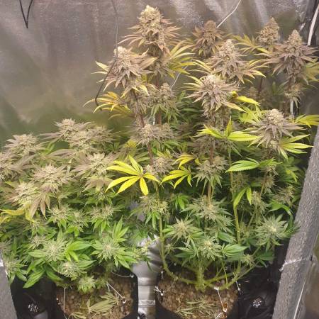 Nutes For Autopot Grow Question By Removed Growdiaries