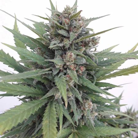 Greenleaf Nutrients Nutrient Producer Info - GrowDiaries