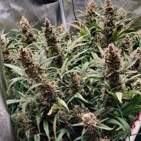 Fast Buds Gelato Auto, Fast Buds Strawberry Banana Auto Grow Diary ...