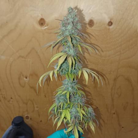 Adding Two More Plants 2x4 Tent Grow Question By Brokenbow Growdiaries
